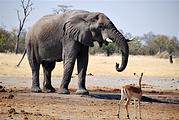 Botswana - Savute - Elephant