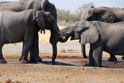 Botswana - Savute - Elephant