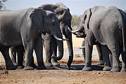 Botswana - Savute - Elephant