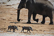 Botswana - Waterhole by the Lodge - Elephant - Warthog