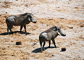 Botswana - Waterhole by the Lodge - Warthog