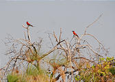 Botswana - Okavango - Southern Carmine Bee eater