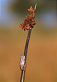 Botswana - Okavango - Mokoro - Frog