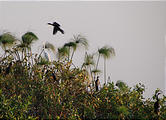 Botswana - Okavango - Bird