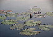 Botswana - Okavango - Lily pads