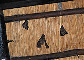 Botswana - Okavango - Xugana Island Lodge - Bats