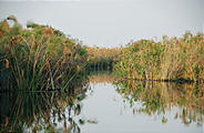 Botswana - Okavango - Papyrus