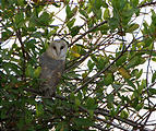 Botswana - Okavango - Owl