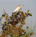 Botswana - Okavango - Bird