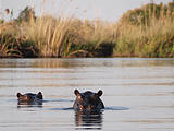 Botswana - Okavango - Hippopotamus