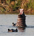 Botswana - Okavango - Hippopotamus