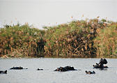 Botswana - Okavango - Hippopotamus