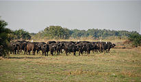 Botswana - Okavango - Walking Safari - Buffalo