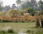 Botswana - Okavango - Walking Safari - Lion in Grass