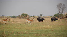 Botswana - Okavango - Walking Safari - Buffalo