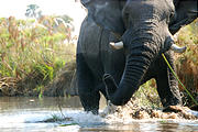 Botswana - Okavango - Elephant