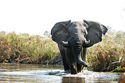 Botswana - Okavango - Elephant