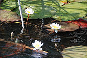 Botswana - Okavango - Lily pad flower