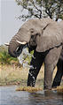 Botswana - Okavango - Elephant