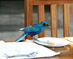 Botswana - Okavango - Xugana Island Lodge - Starling