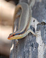 Botswana - Okavango - Xugana Island Lodge - Lizard