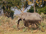 Botswana - Okavango - Walking Safari - Elephant