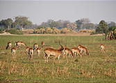 Botswana - Okavango - Walking Safari - Lechwe