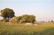 Botswana - Okavango - Walking Safari - Hyena den with cub inside