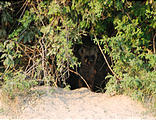 Botswana - Okavango - Walking Safari - Hyena Cub