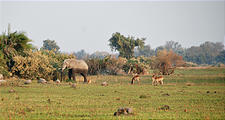 Botswana - Okavango - Walking Safari - Elephant