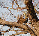 Botswana - Okavango - Walking Safari - Baboon