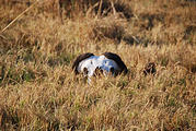 Botswana - Okavango - Walking Safari - Buffalo Skull