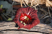 Botswana - Okavango - Walking Safari - Flower