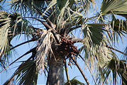 Botswana - Okavango - Walking Safari - Palm Nuts