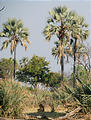 Botswana - Okavango - Walking Safari - Baboon