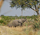 Botswana - Okavango - Walking Safari - Elephant