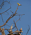 Botswana - Okavango - Walking Safari - African Green Pigeon