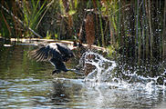 Botswana - Okavango - Bird