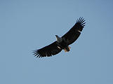 Botswana - Okavango - Fish Eagle