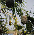 Botswana - Okavango - Nests - Spectacled Weaver