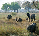 Botswana - Chobe - Elephant