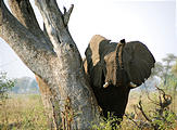 Botswana - Chobe - Elephant