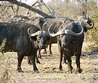 Botswana - Chobe - Elephant