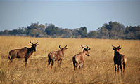 Botswana - Chobe - Tsessebe