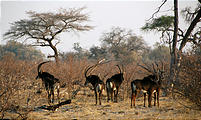 Botswana - Chobe - Sable Antelope