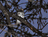 Botswana - Chobe - Owl