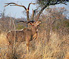 Botswana - Chobe - Kudu