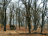 Botswana - Chobe - Safari Truck - Tracking Wild Dogs