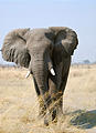 Botswana - Chobe - Elephant