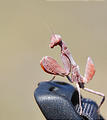 Botswana - Chobe - Preying Mantis